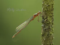 Gewone pantserjuffer [Lestes sponsa]
